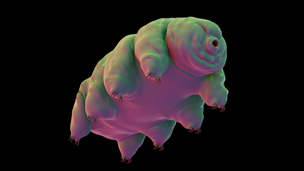 Tardigrades: are these the world’s toughest animals?