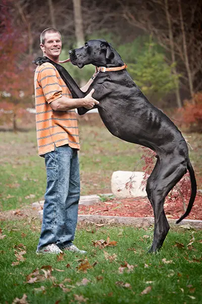 biggest breed of dog