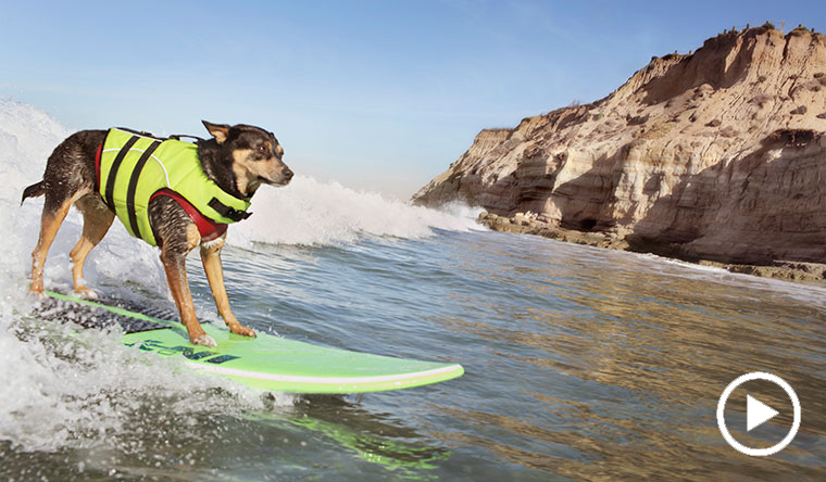 dog surfing