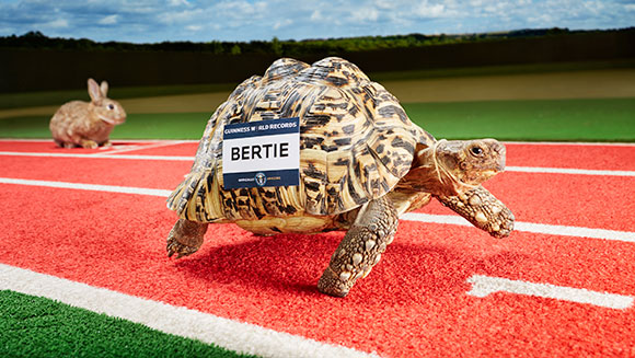 fastest-tortoise-header
