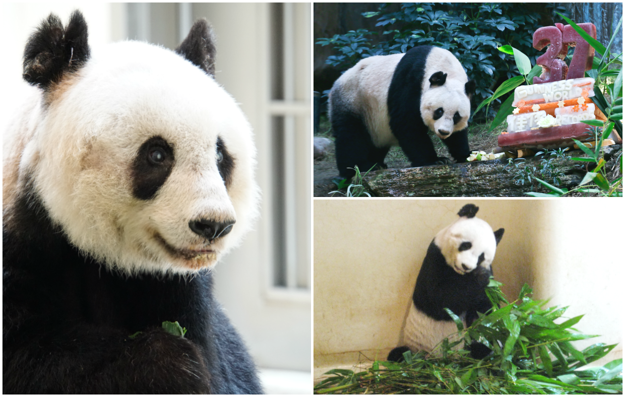 Farewell Jia Jia - the oldest panda ever in captivity