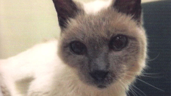 Oldest living cat
