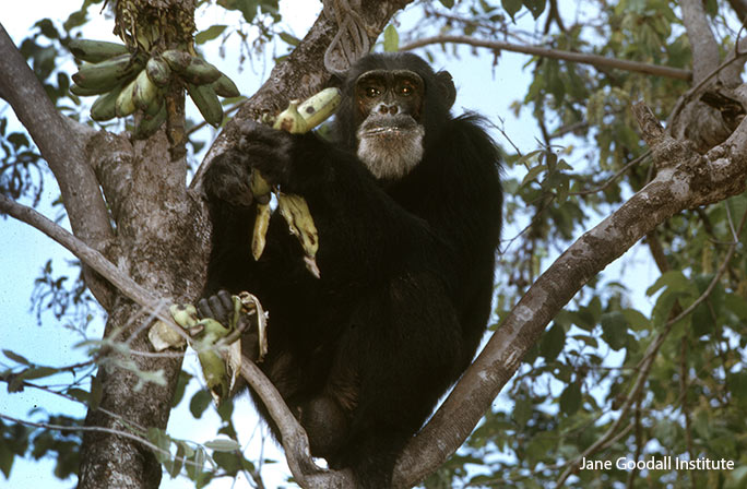 Jane Goodall’s pioneering chimp research recognized with GWR titles