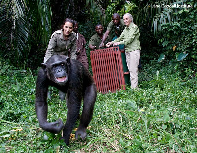 Jane Goodall’s pioneering chimp research recognized with GWR titles