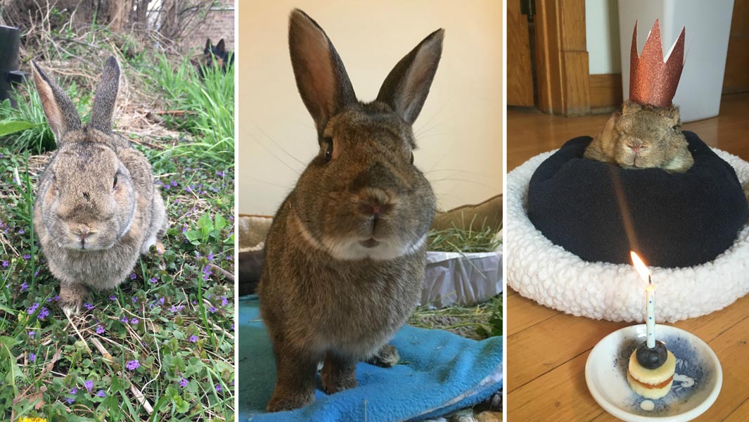 mick-rabbit-header