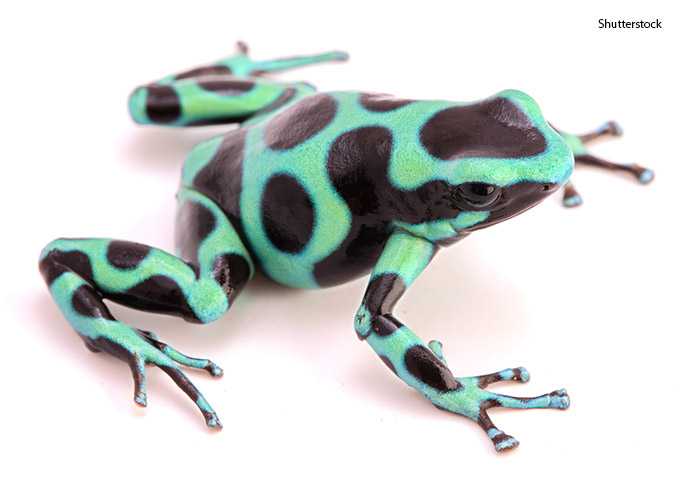 ### Pet Tree Frogs for Sale: Discover Your Perfect Amphibian Companion