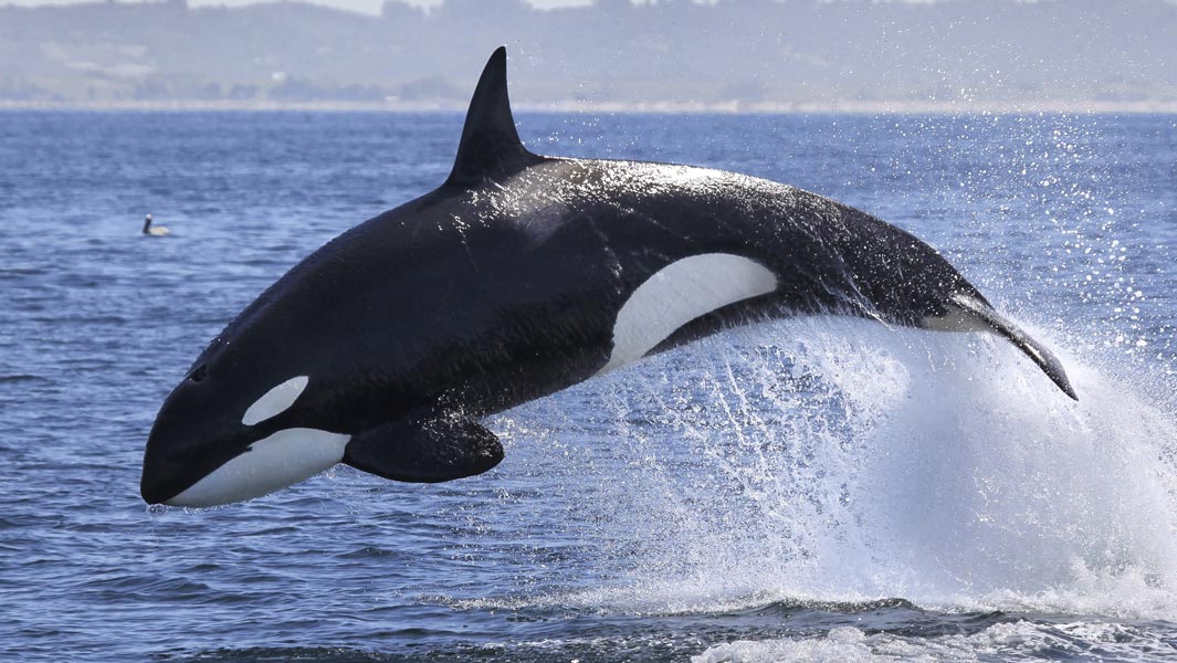 killer-whale-header