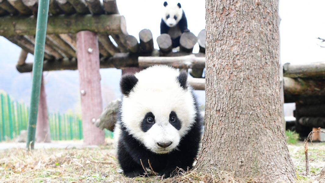 twin-pandas-header