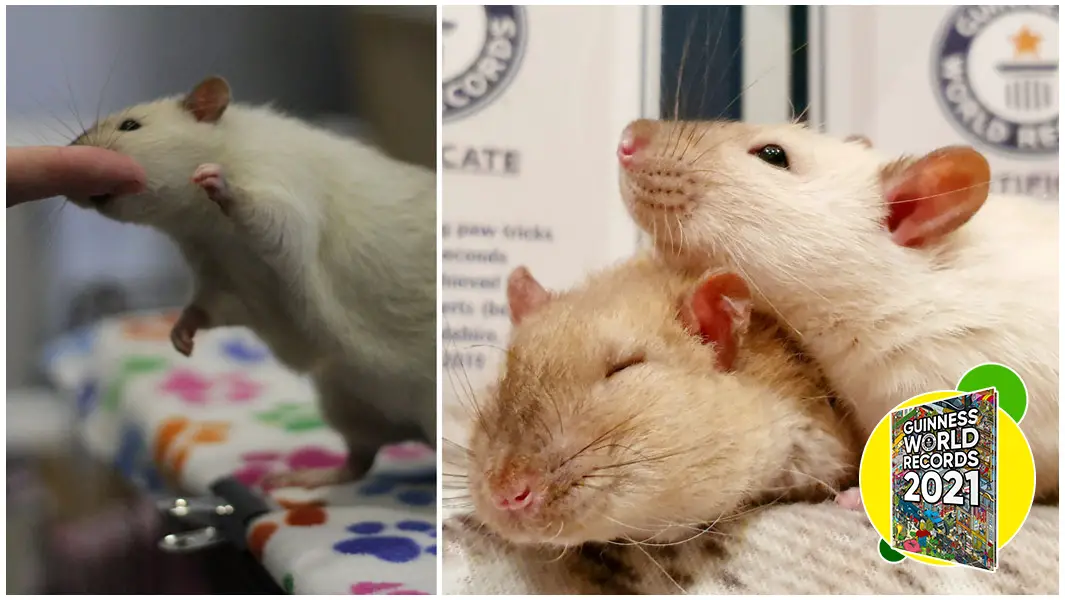 rat performing most alternate paw tricks by a rat and two rats together