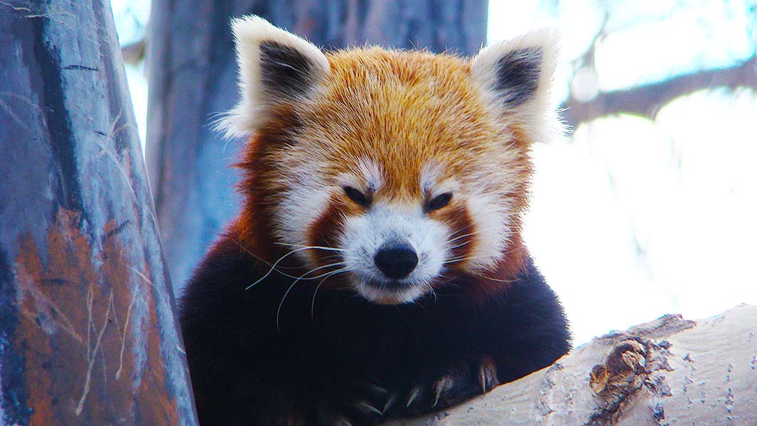 Oldest red panda living in captivity