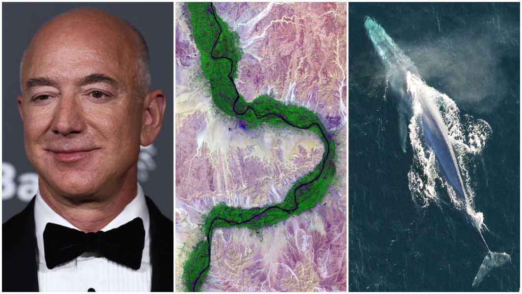 river nile jeff bezos and blue whale