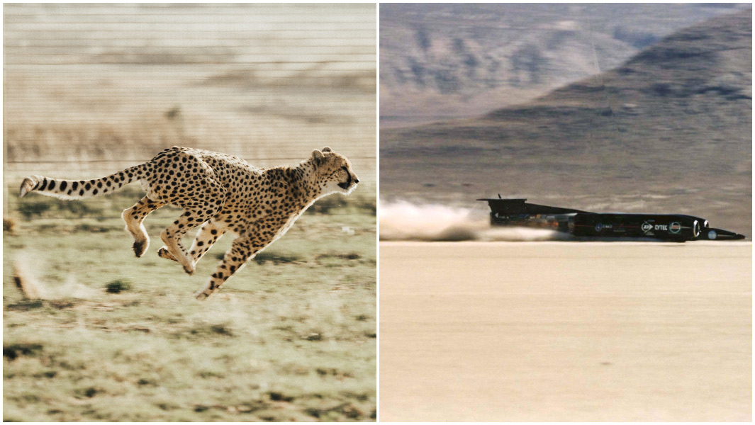 split image of a cheetah and thrust SSC