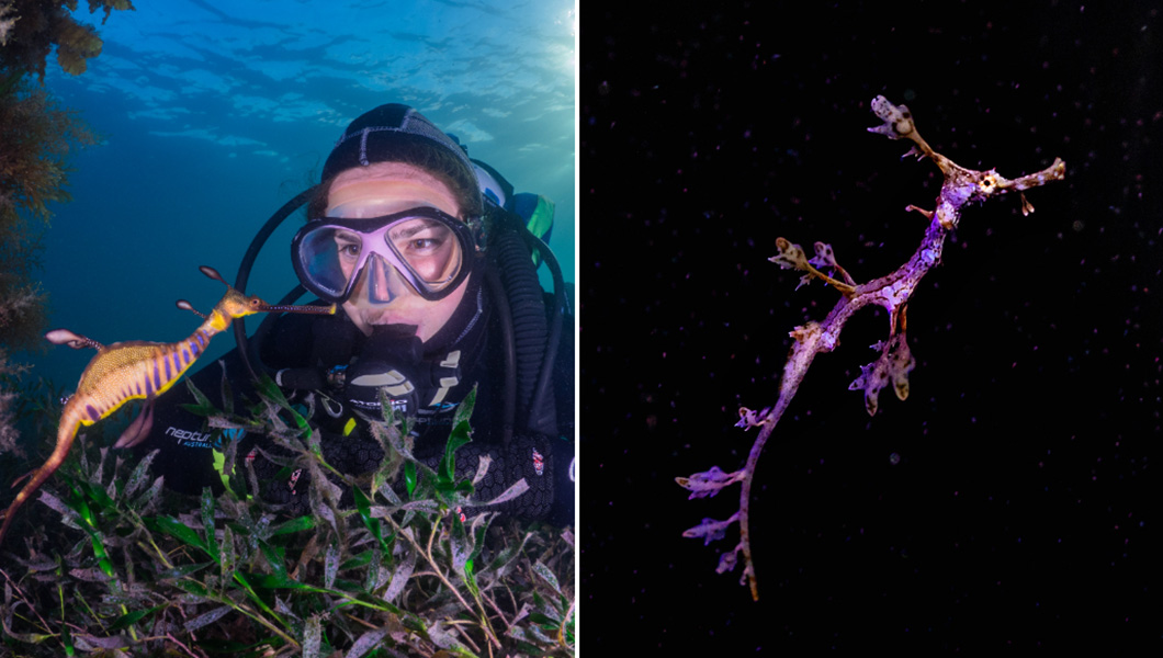 sea dragons with black background