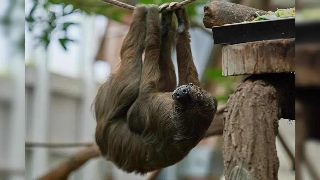 oldest sloth jan hanging on a rope