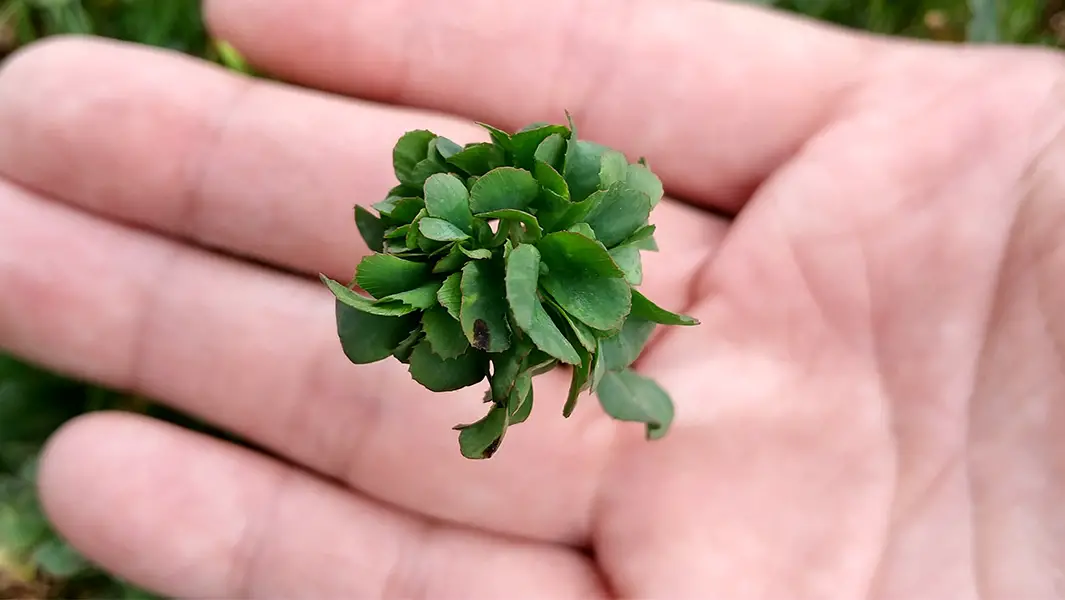split image of 63 leaf clover and its grower