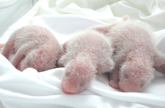 Oldest panda triplets as newborn cubs