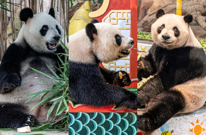 split image of oldest panda triplets as adults