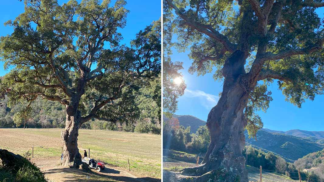split image of tallest cork oak tree