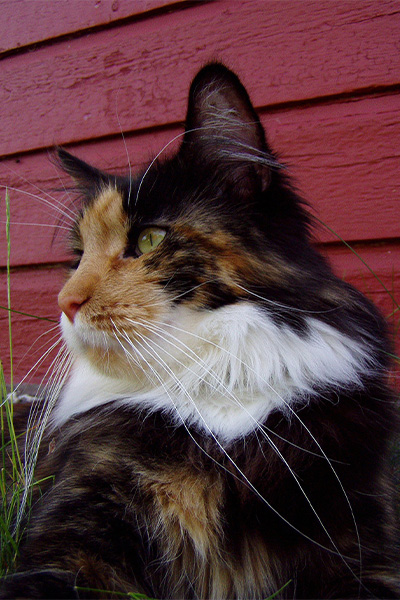 Missi the cat and her long whiskers