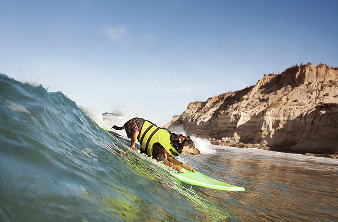 Abbie Girl the dog surfing