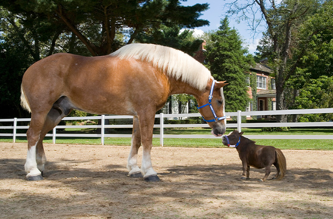 Smallest horse Thumbelina standing next to an average sized horse