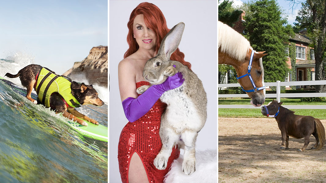 Split image of surfing dog, longest rabbit and shortest horse