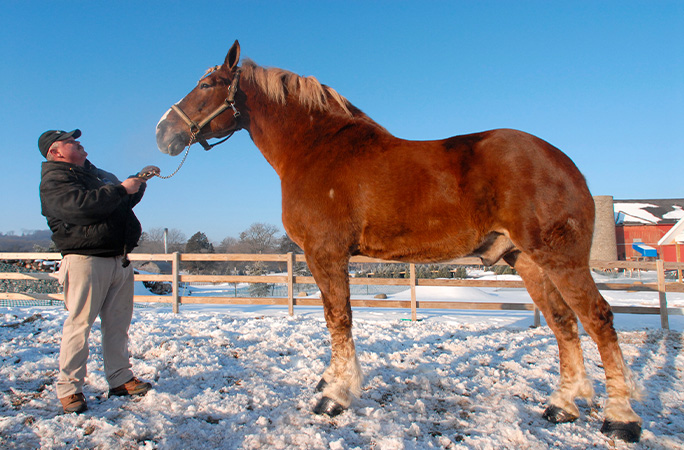 Tallest horse Big Jake with his owner