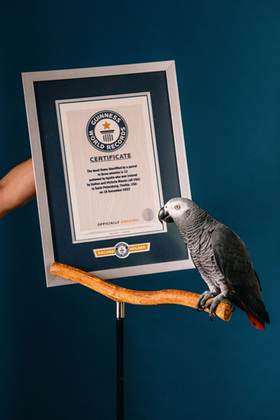 Apollo with certificate