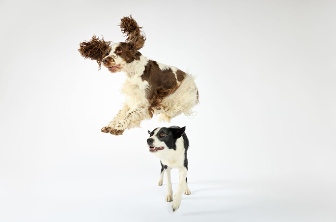 Bonnie and Simba jumping