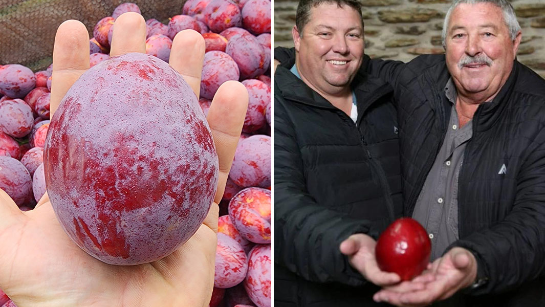 split image of heaviest plum