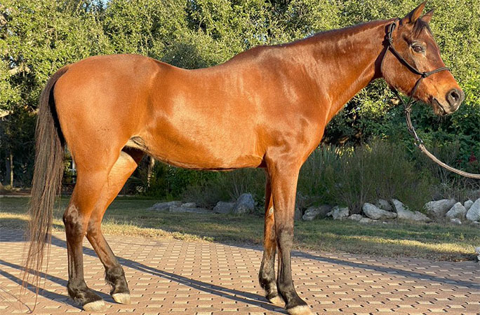 Echoquette side view