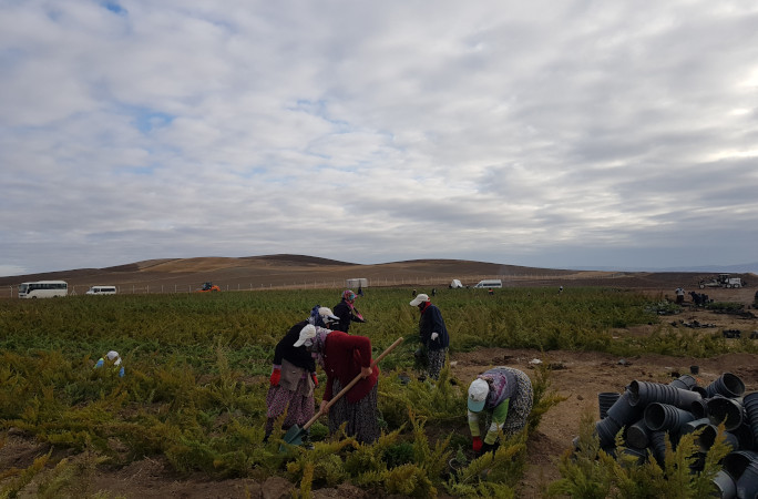 Men planting trees for the largest tree mosaic