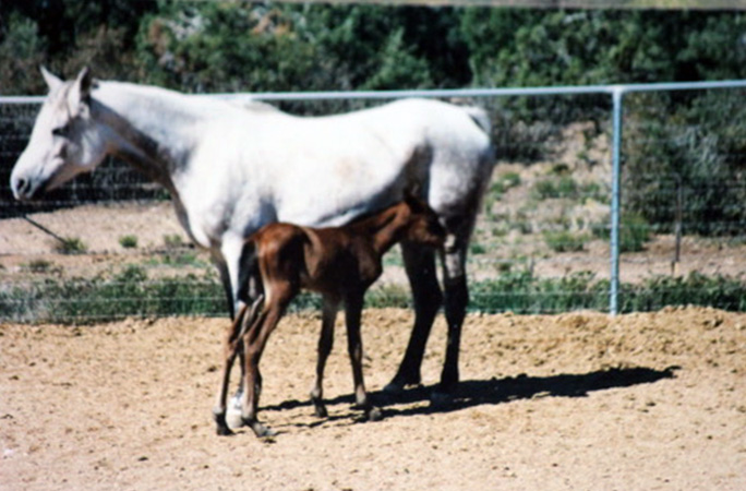 Oldest living horse, Echoquette, as a foal