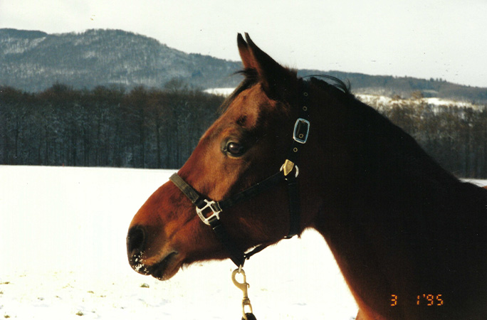 Headshot of the oldest living horse, Echoquette