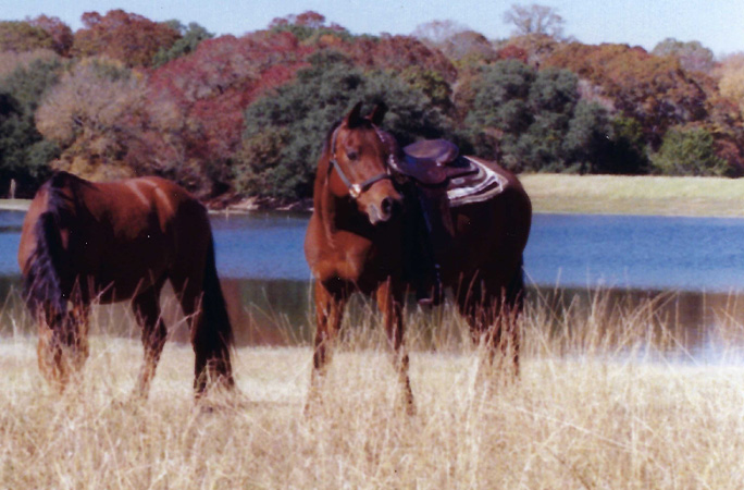 Oldest horse, Echoquette, with another horse