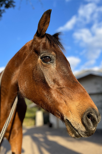 Oldest living horse, Echoquette