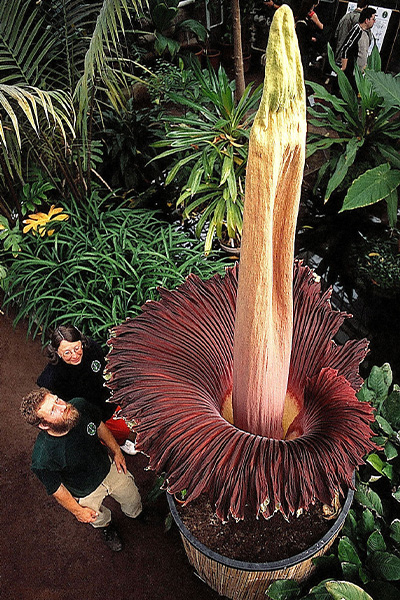 Close up of the smelliest plant