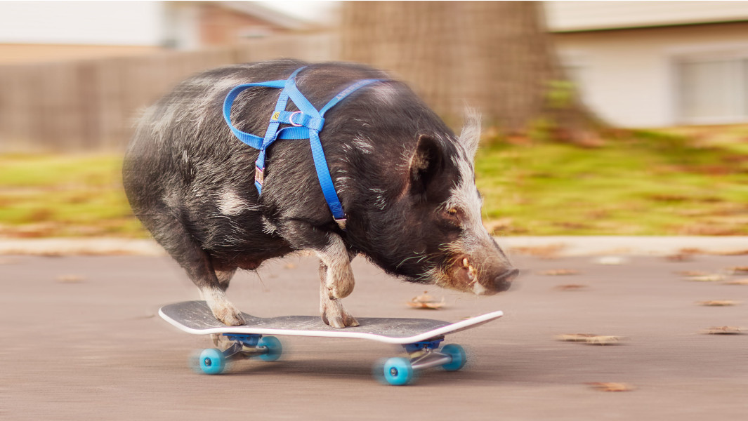 Norbert the Pig skateboarding