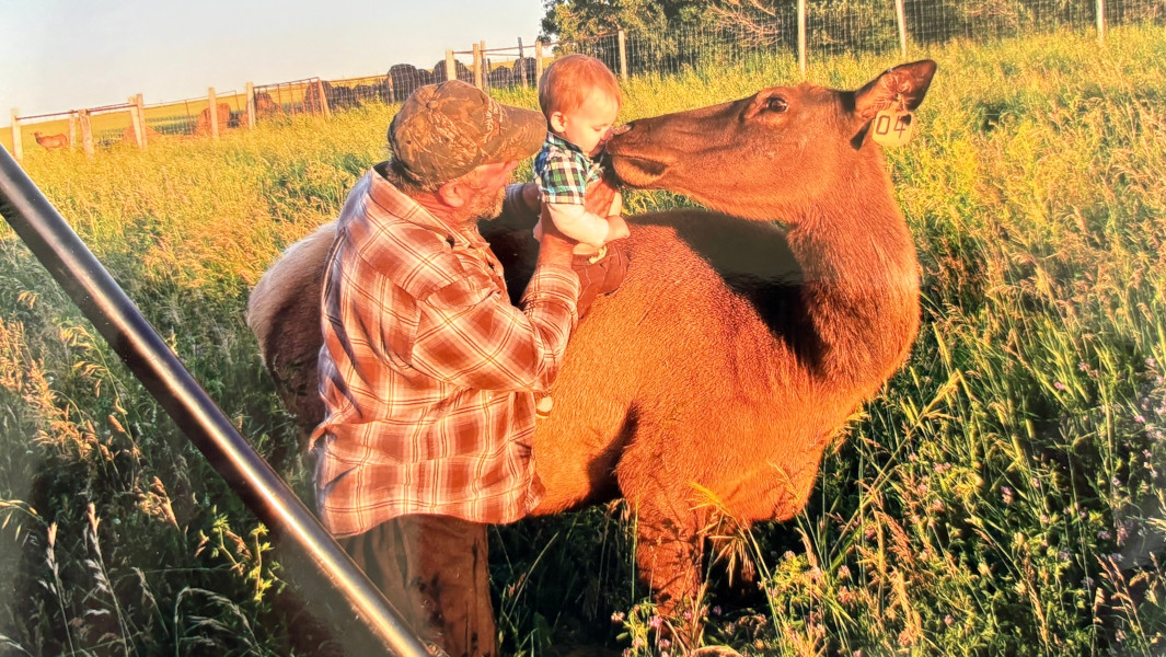 Split image of Beauty as a fawn and Beauty with the Dancsoks