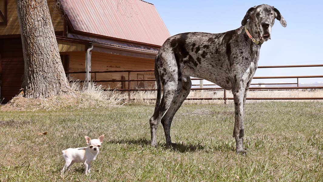 split image of four record holders