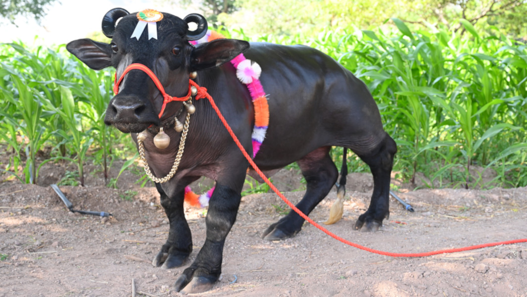Split image of Radha by herself and with a larger water buffalo