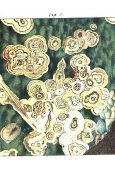 one of Mary's microscope drawings