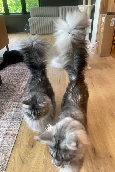 Pugsley's tail compared to his sister's