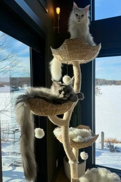 Pugsley sitting on a cat tree