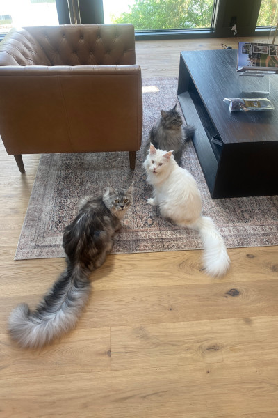 Pugsley sitting with his sisters