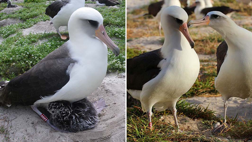 Split image of Wisdom with a chick and with her former mate