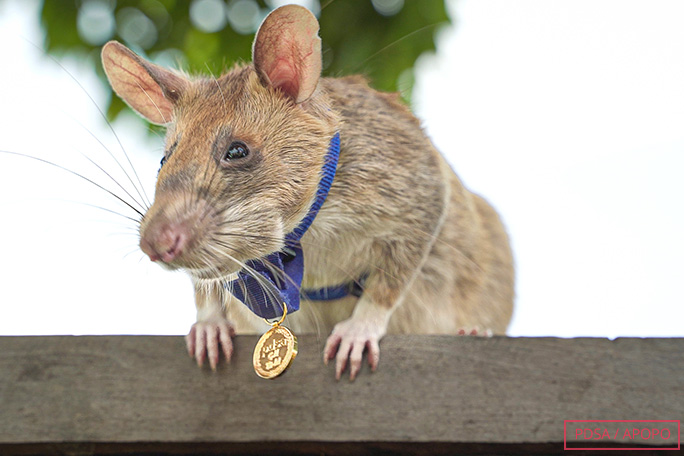 magawa-discovered-71-landmines-over-his-career-and-received-the-PDSA-Gold-Medal-in-2021-for-his-service