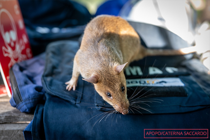 ronin-most-landmines-detected-by-a-rat-getting-ready-to-work