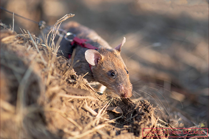 Ronin-the-african-giant-pouched-rat-searching-for-landmines-in-cambodia