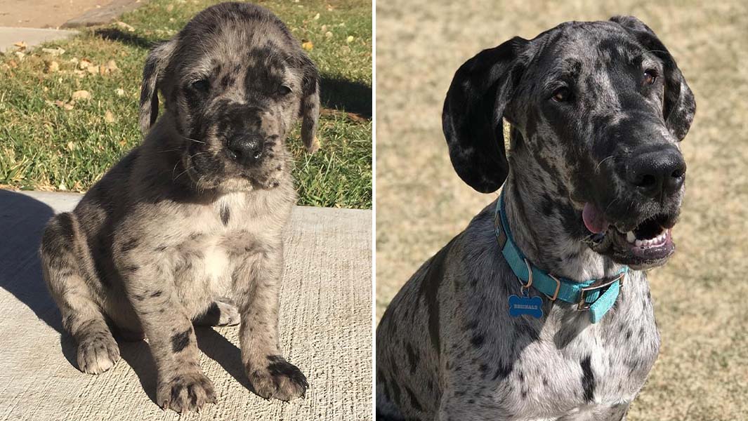 Split image of Reggie as a puppy